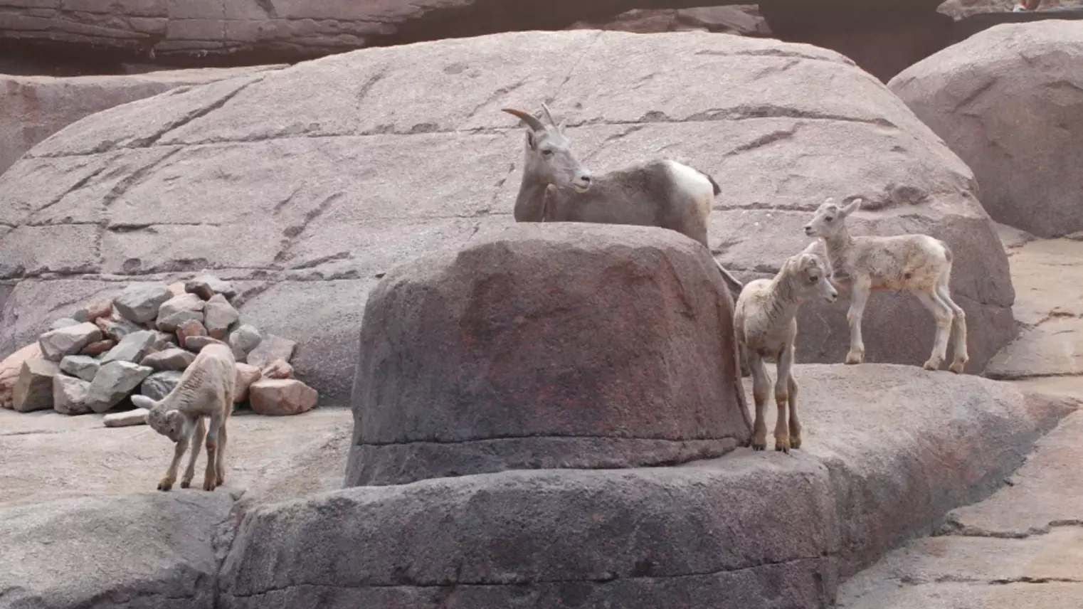 Steinböcke im Gehege des Burger's Zoo in Arnhem