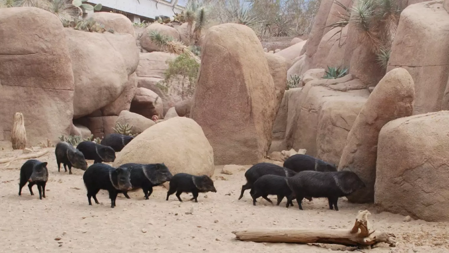 Eine Gruppe von Wildschweinen im Burger's Zoo in Arnhem