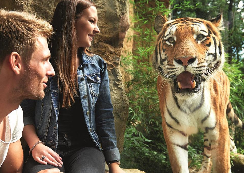 Zwei Menschen beobachten einen Tiger im Zoo